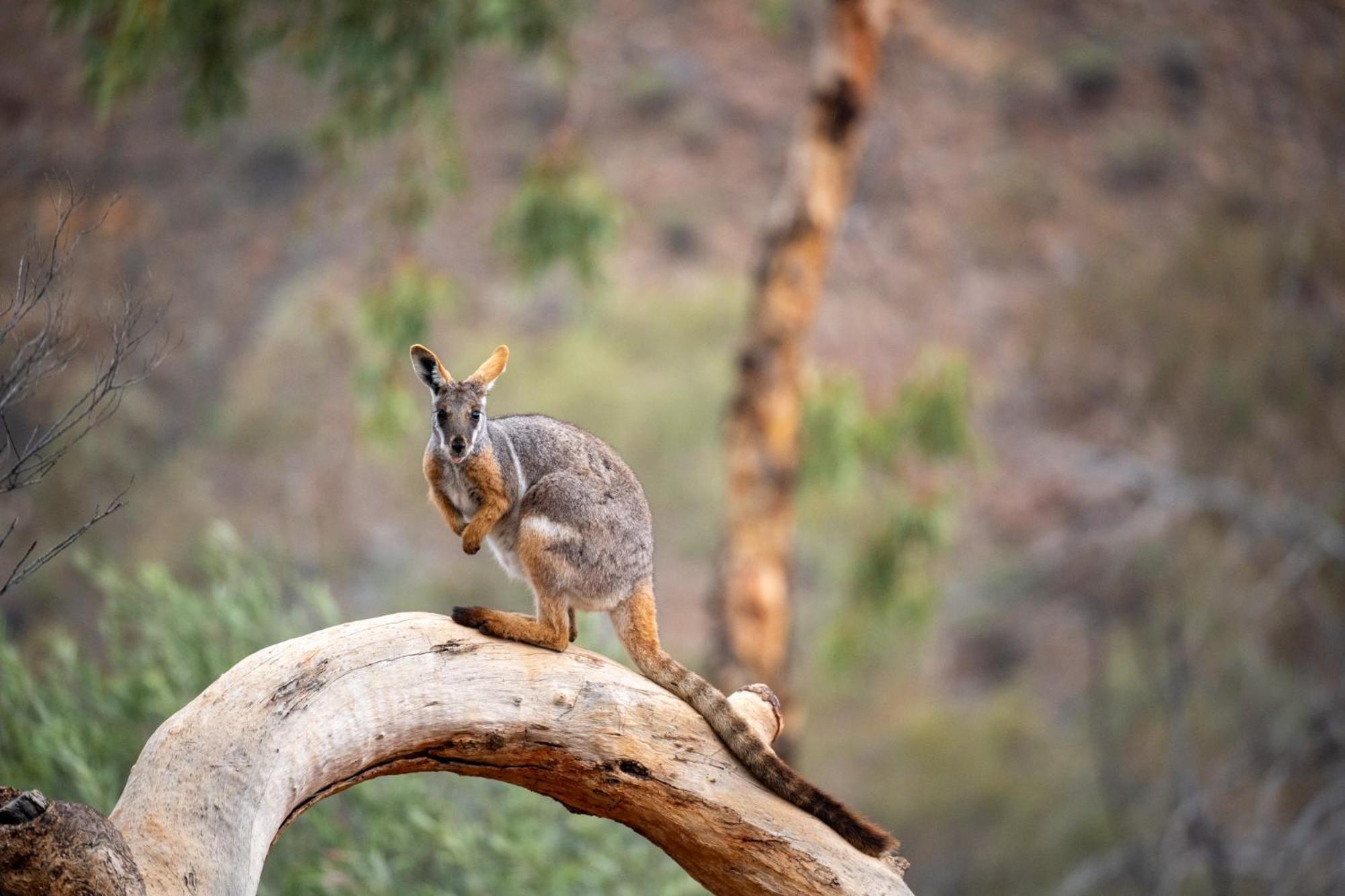 ホテル Arkaroola Wilderness Sanctuary エクステリア 写真